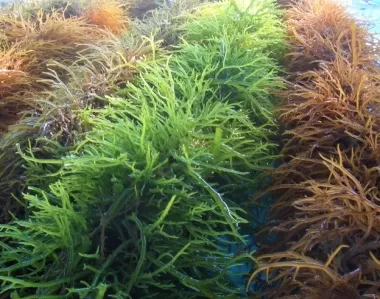 Seaweed - A valuable source of nutrients from the ocean